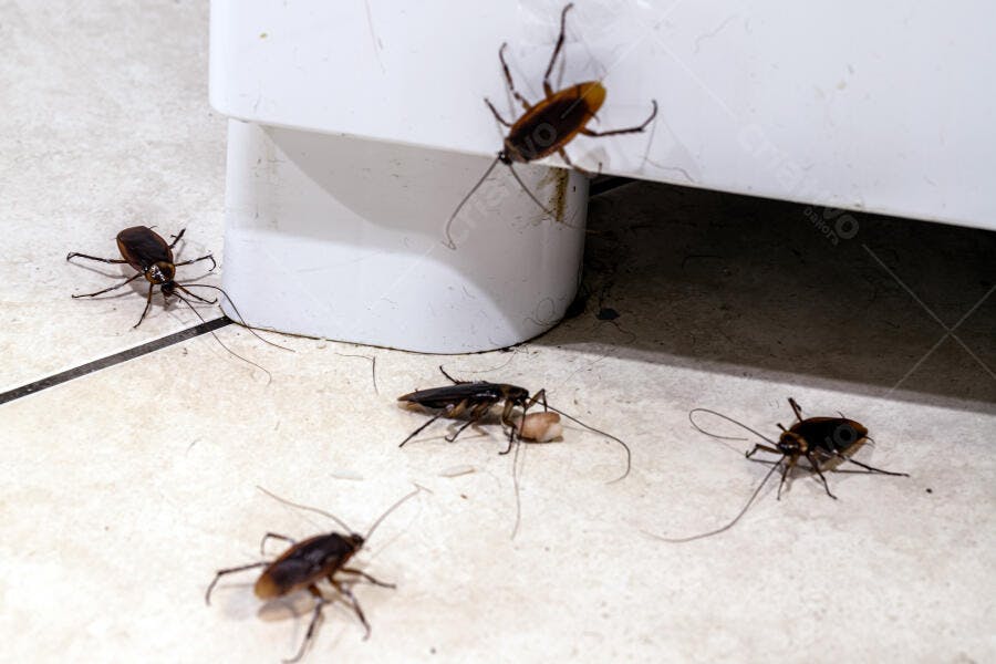 Baratas marrons em infestação no chão de banheiro azulejado claro