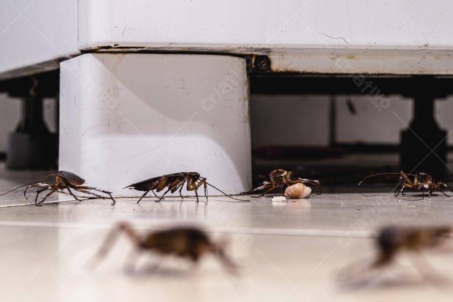 Baratas escuras em infestação no chão sujo de cozinha sob eletrodoméstico