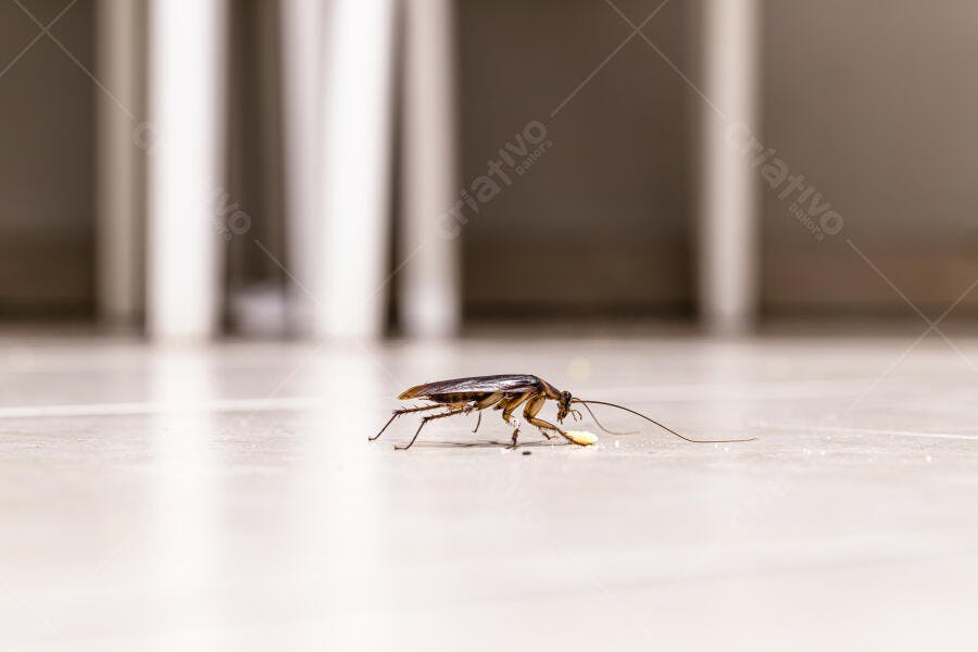 Barata americana comendo isca no chão claro da cozinha
