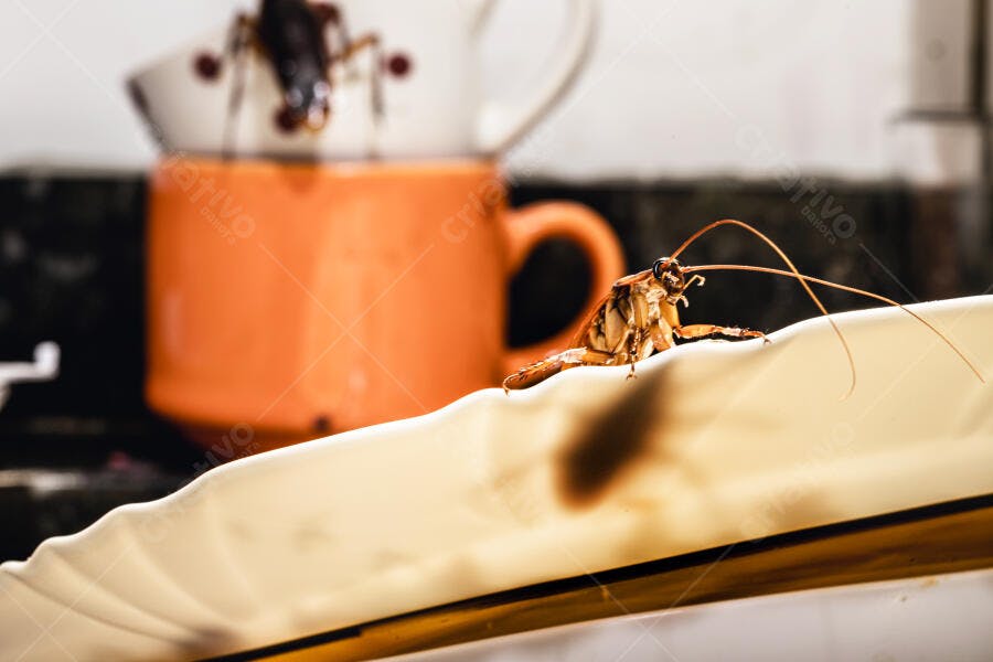 Barata marrom detalhada em bancada de cozinha com caneca laranja ao fundo