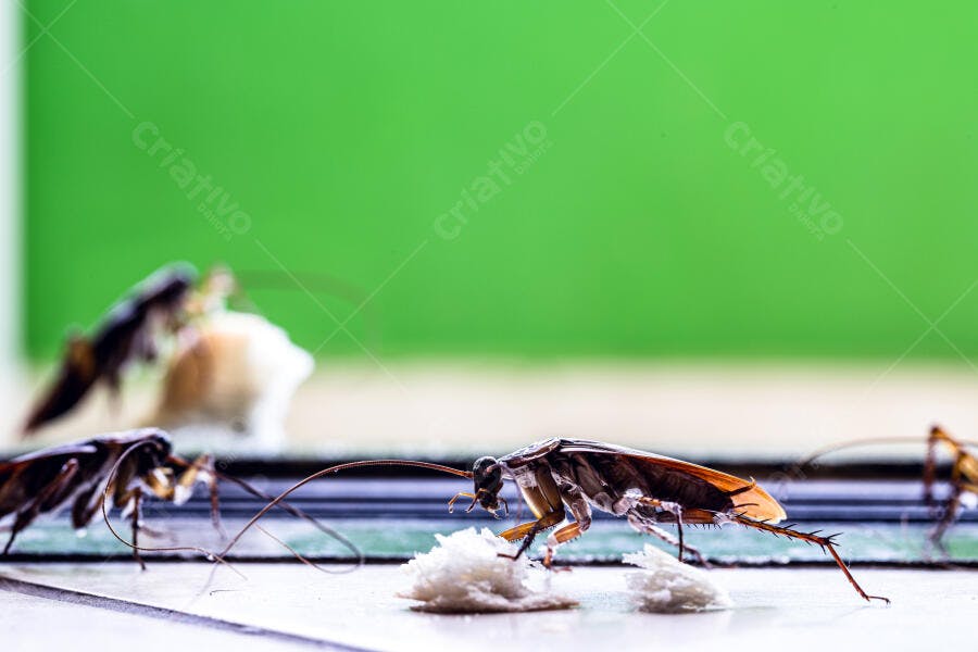 Barata marrom comendo migalhas no chão de casa com fundo verde