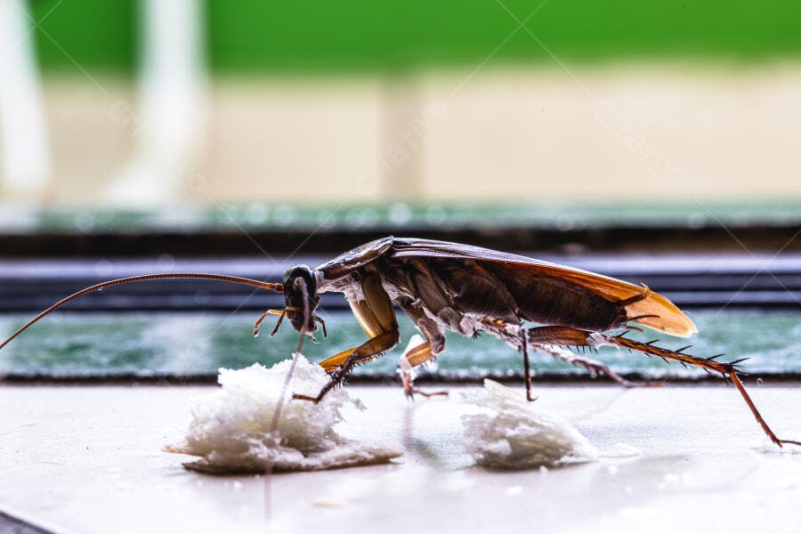 Barata marrom grande comendo migalhas em superfície branca de cozinha