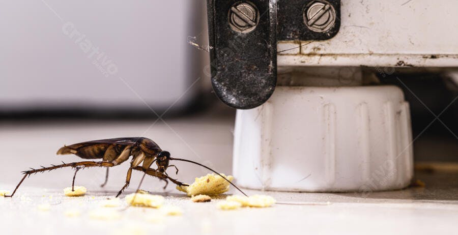 Barata marrom grande comendo migalhas no chão sujo da cozinha