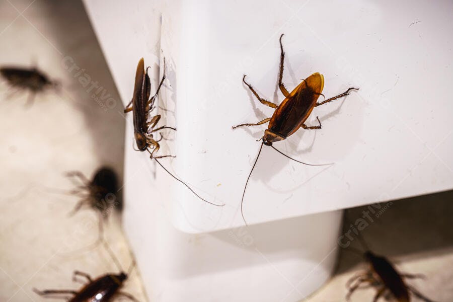 Baratas marrons escuras em superfície branca do banheiro infestação
