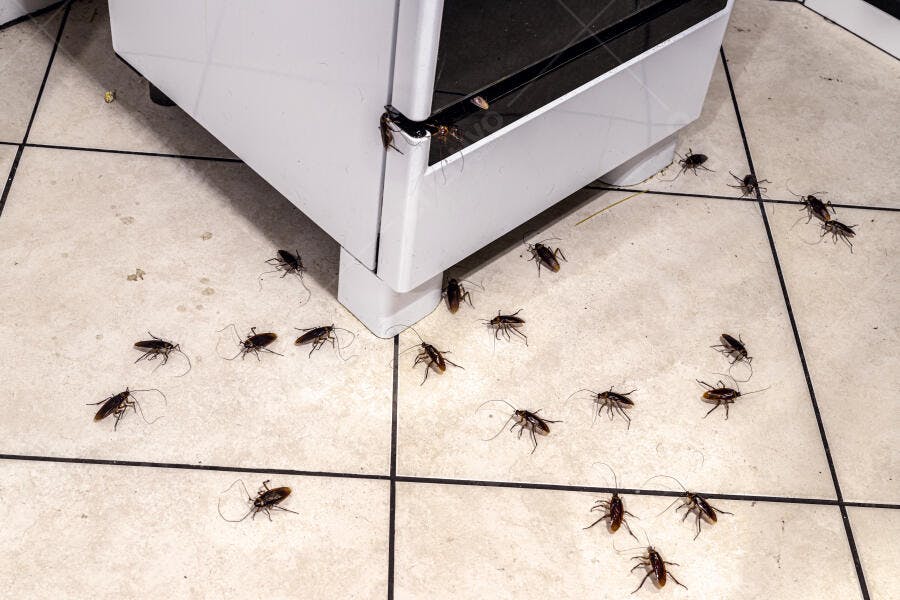 Baratas escuras espalhadas no chão de cerâmica da cozinha