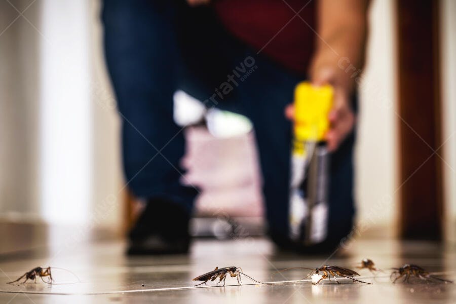 Pessoa borrifando inseticida em baratas no chão de casa