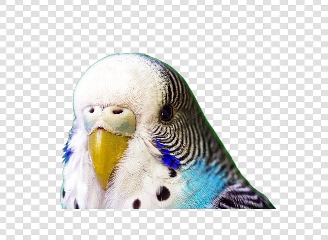 Icone Periquito Australiano Branco Azul Amarelo PNG com fundo transparente