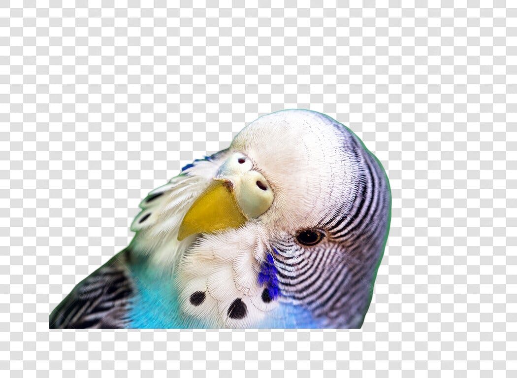 Ilustração Periquito Australiano Azul com Bico Amarelo PNG com fundo transparente
