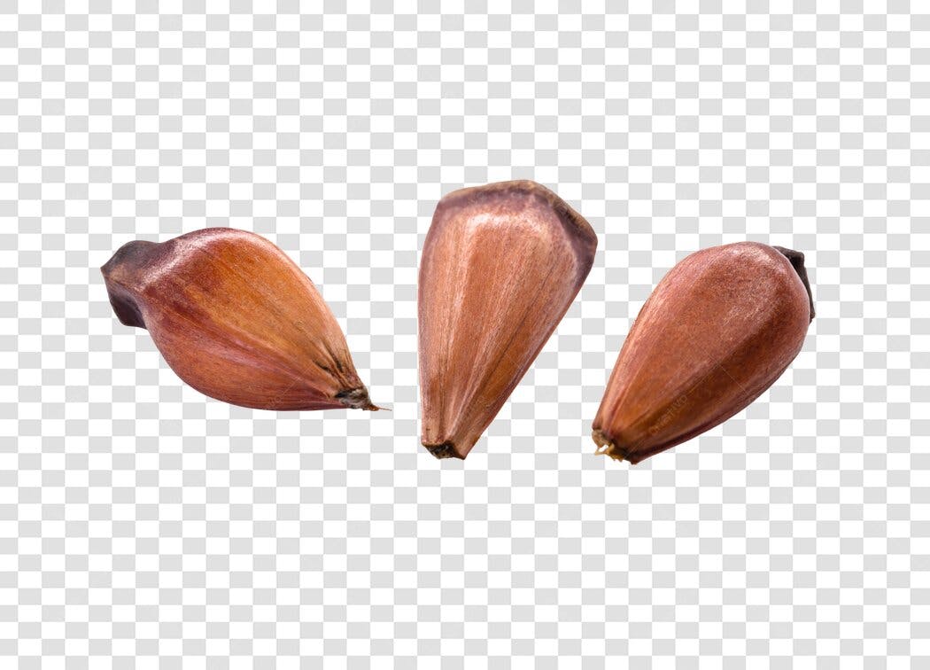Elemento Gráfico Pinhões Marrons 3 Unidades Naturais PNG com fundo transparente