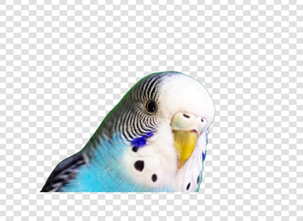 Foto de Periquito Australiano Azul e Branco PNG com fundo transparente