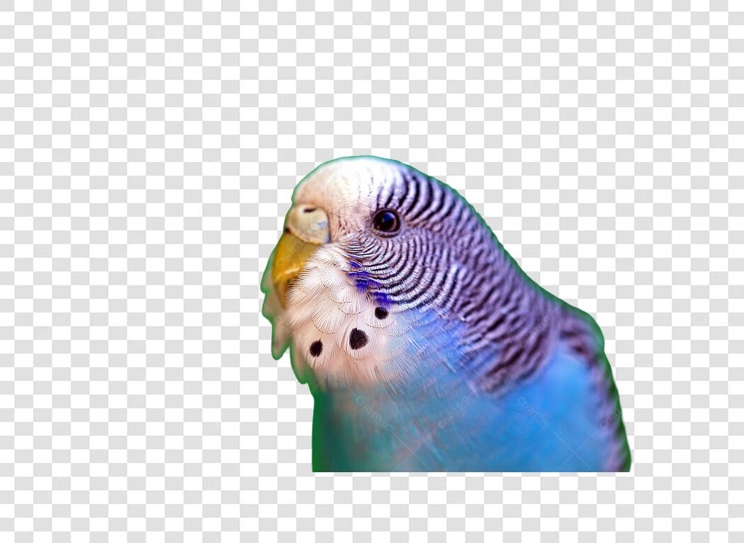 Ícone Periquito Azul e Branco Pássaro PNG com fundo transparente