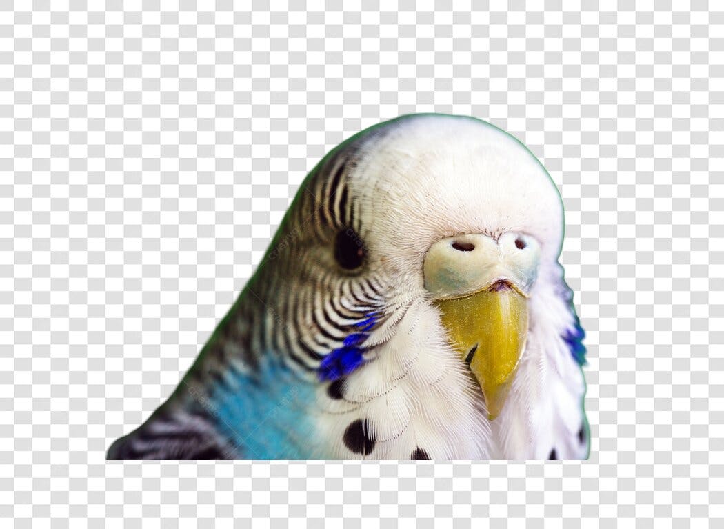 Clip-art de Periquito Australiano Azul e Branco PNG com fundo transparente