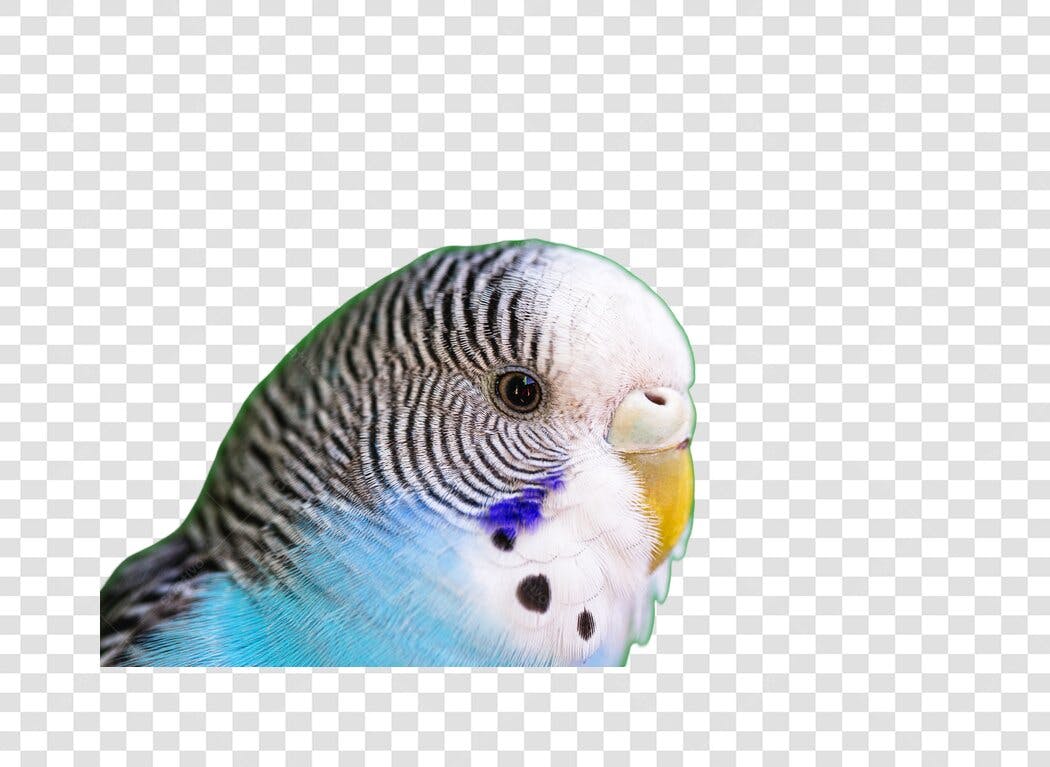 Animal Periquito Australiano Azul e Branco PNG com fundo transparente