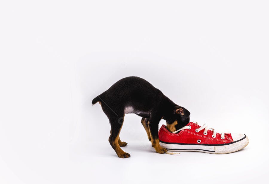 Filhote de cachorro preto e caramelo cheirando tênis vermelho em fundo branco