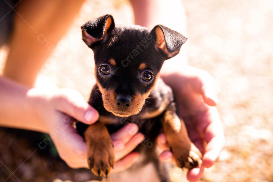 Filhote de cachorro preto e marrom sendo segurado por mãos em dia ensolarado