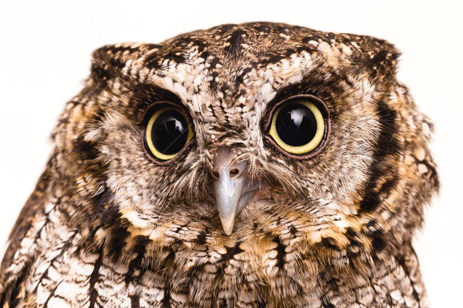 Coruja de olhos amarelos em close-up com penas marrons e brancas em estúdio