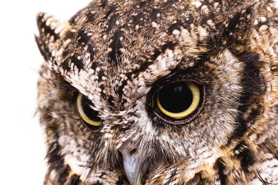 Coruja selvagem com olhos amarelos e penas marrons em close-up de estúdio