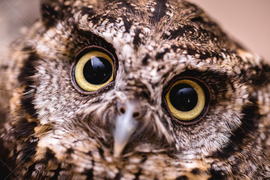 Coruja selvagem com olhos amarelos brilhantes em closeup detalhado da face