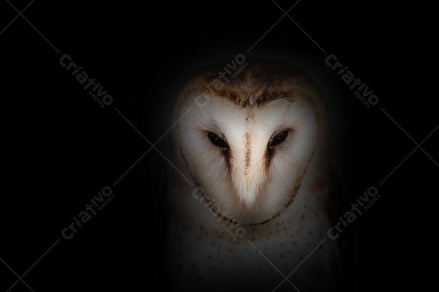 Coruja-das-torres branca com olhos pretos no escuro noturno