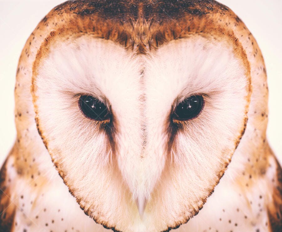 Coruja do celeiro de rosto branco e olhos pretos em close-up sereno