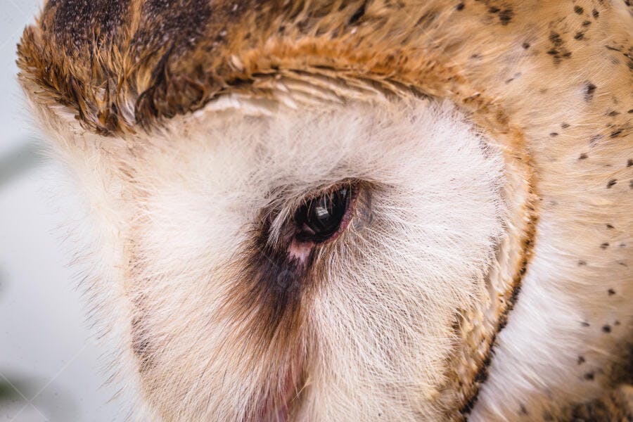 Coruja celeiro olho com penas creme e marrons em close-up detalhes intensos