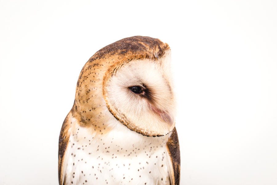 Coruja de celeiro Tyto alba marrom e branca em fundo branco isolado