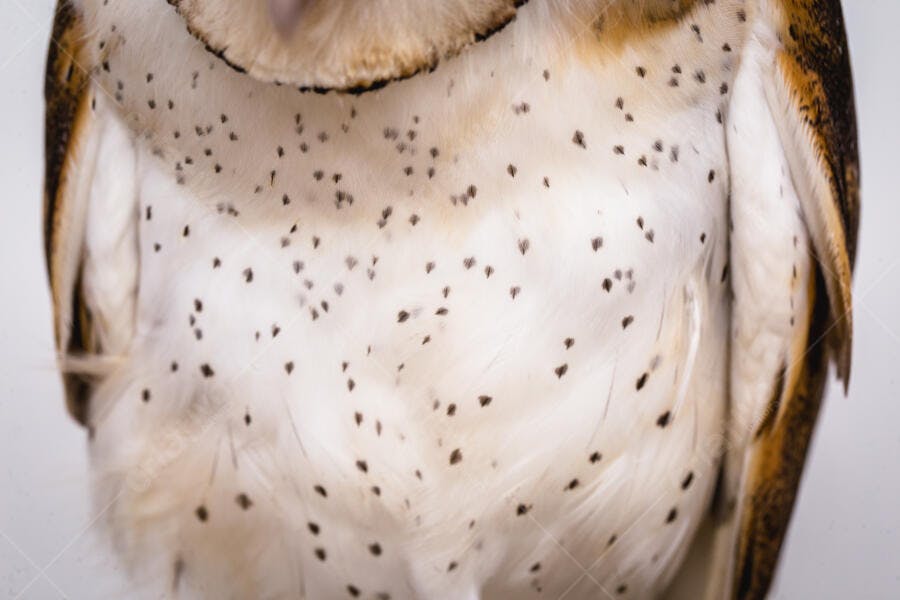 Coruja-das-torres peito e penas brancas com manchas escuras detalhe