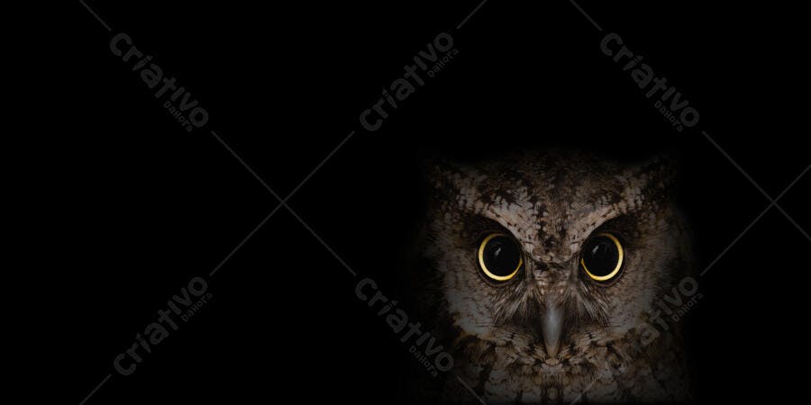 Coruja de olhos dourados fixos na escuridão noturna close-up