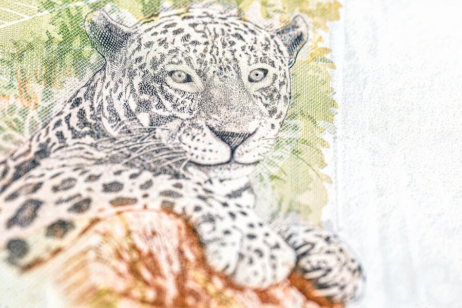 Jaguar pintado em cédula de dinheiro brasileira detalhe close-up