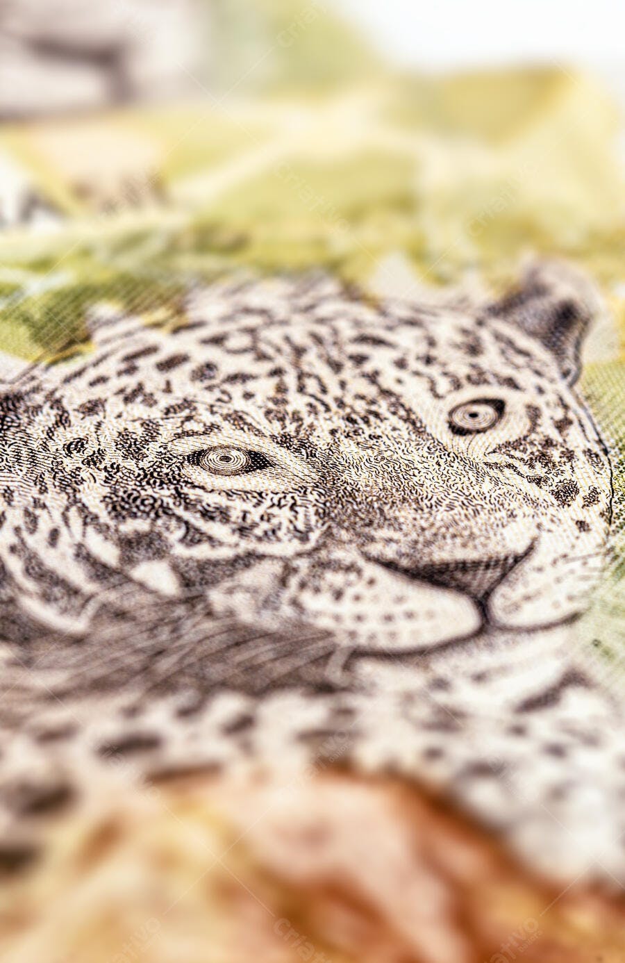 Onça pintada em nota de dinheiro detalhes de olhos e pelagem de perto