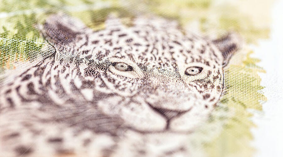 Jaguar em nota de cinquenta reais brasileira detalhe macro em tons de marrom e verde