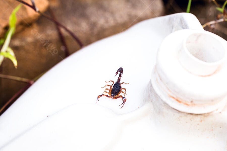 Escorpião marrom em superfície branca ao ar livre