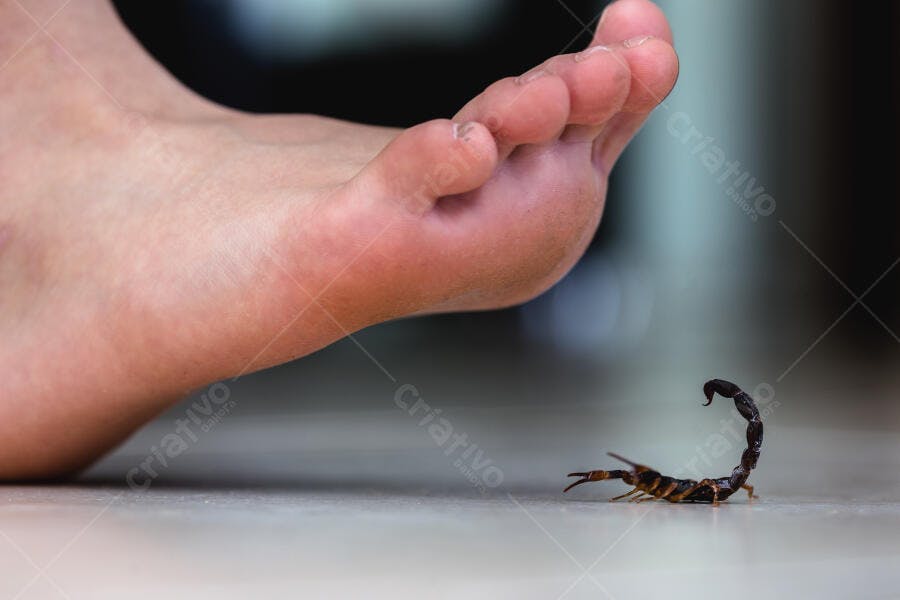 Escorpião marrom rastejando perigosamente perto de pé humano em chão claro