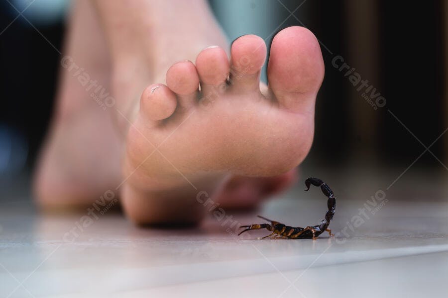 Pé humano próximo a escorpião em postura de ataque em piso claro