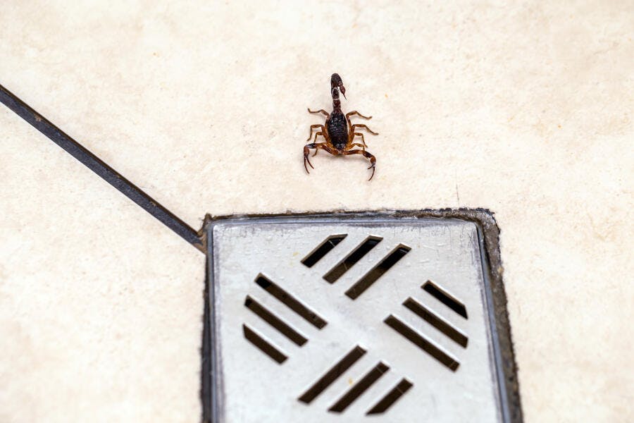 Escorpião marrom em piso bege perto de ralo metálico de banheiro