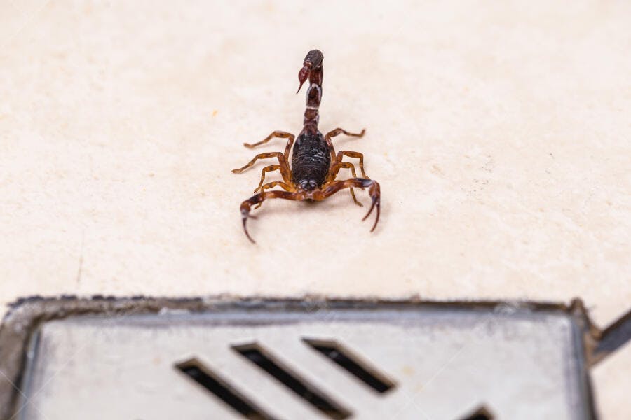Escorpião marrom escuro em piso claro perto de ralo de metal