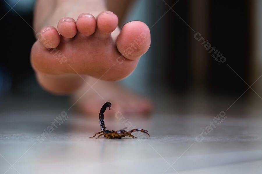 Pé descalço ameaçando escorpião marrom em piso claro