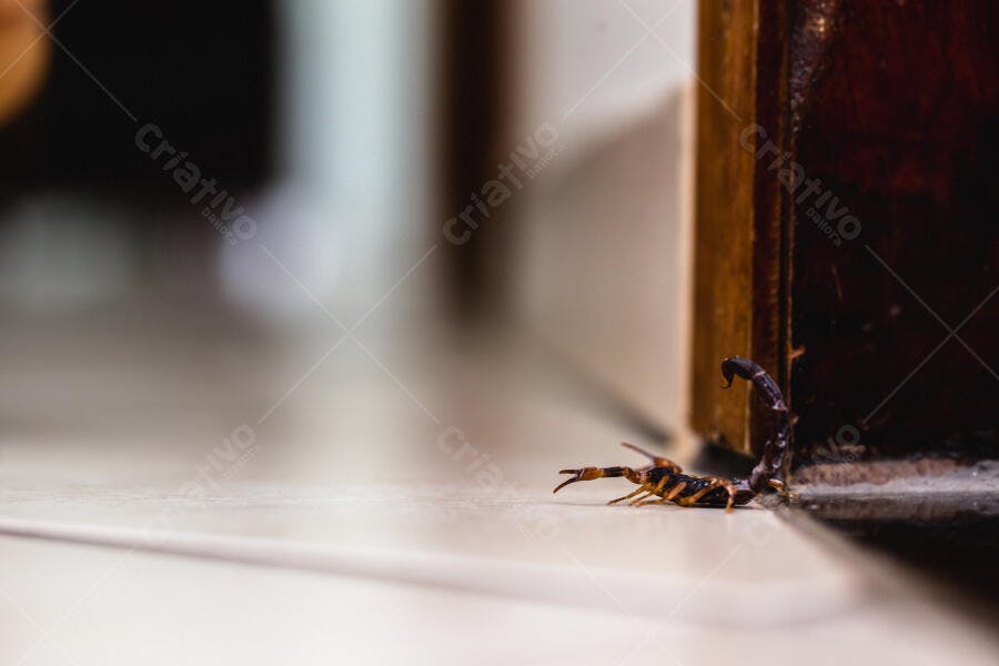 Escorpião marrom e preto no chão de azulejos próximo à porta