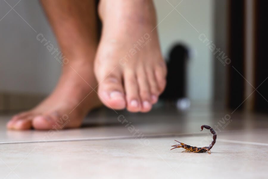 Escorpião marrom no chão prestes a ser pisado por pé humano descalço em casa