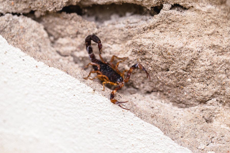 Escorpião marrom escuro em parede de cimento rugoso e branco