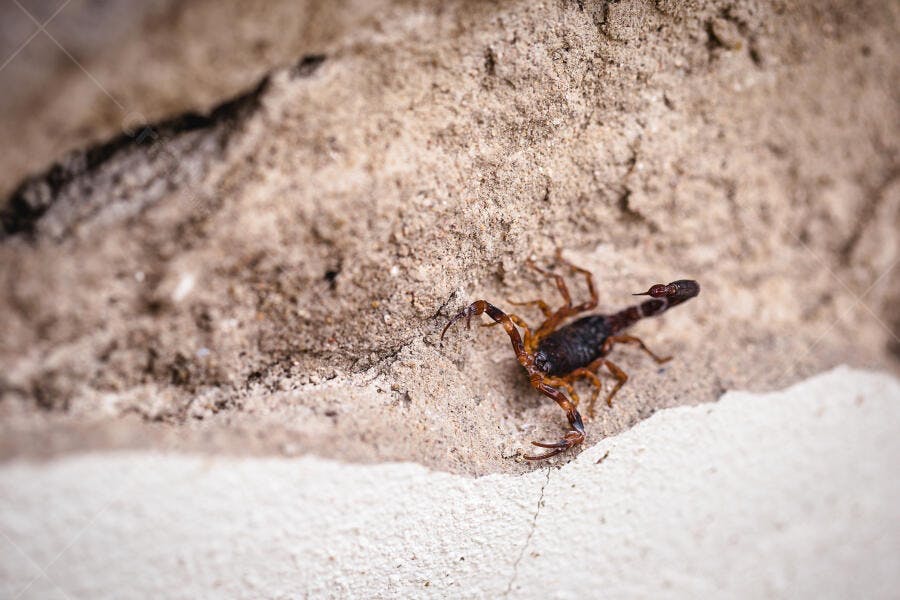 Escorpião marrom escuro rastejando em superfície arenosa detalhada