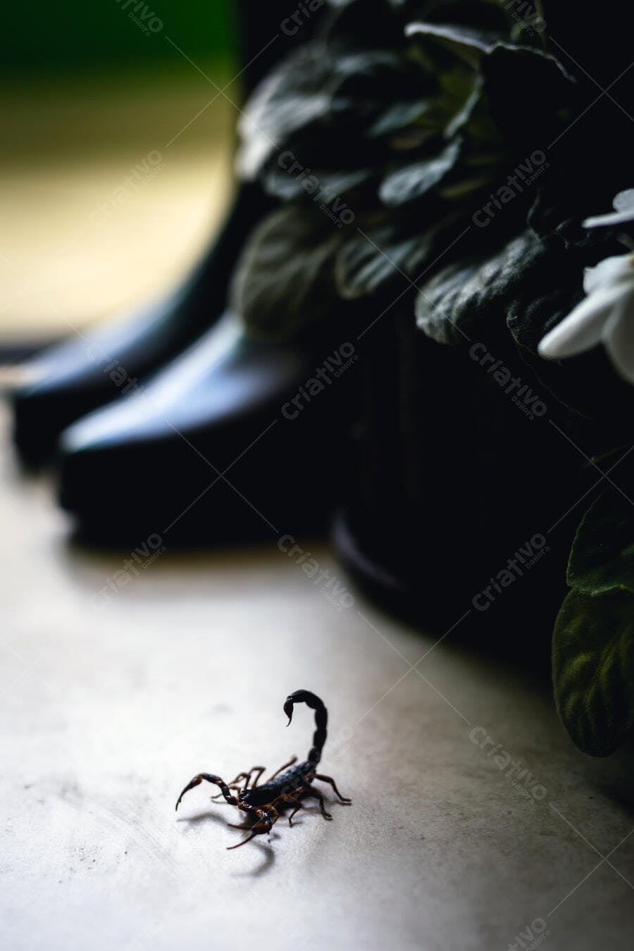 Escorpião preto em piso claro com fundo desfocado natureza perigosa e sombria