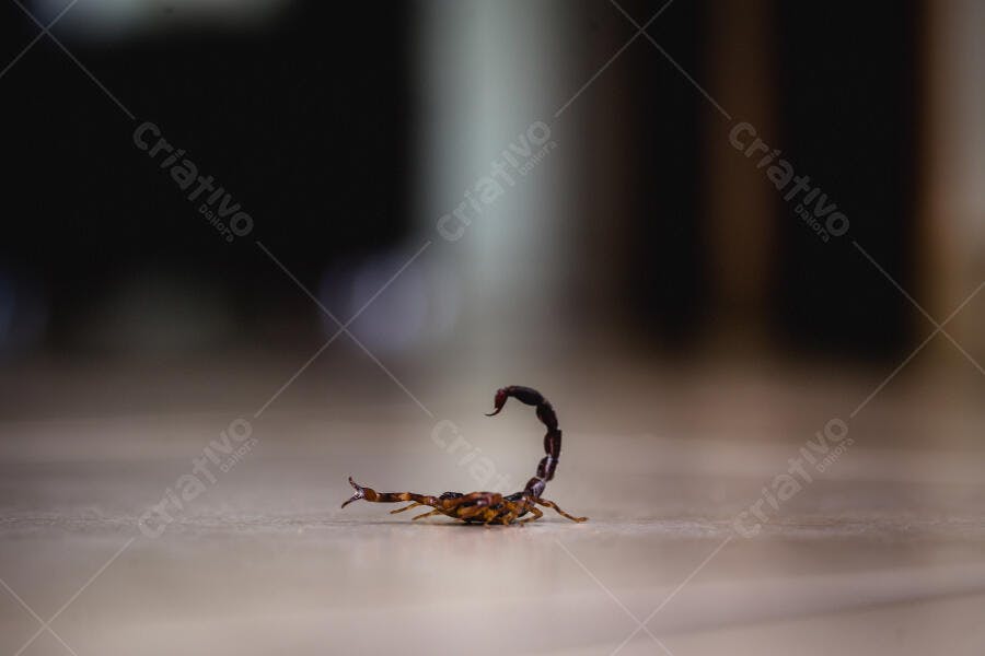 Escorpião marrom acastanhado com cauda erguida em alerta no chão de casa