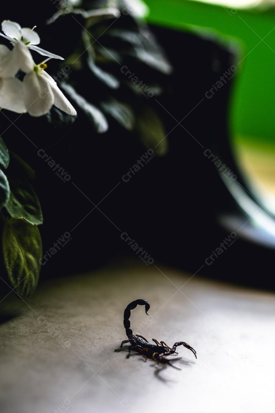 Escorpião preto em superfície clara com planta verde e flores brancas