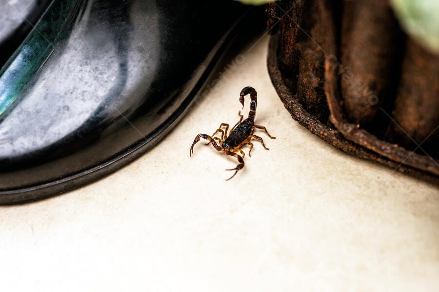 Escorpião preto e marrom no chão claro perto de sapato e elemento natural
