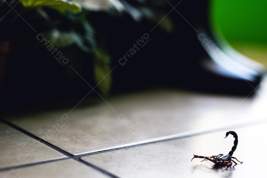 Escorpião preto em piso de cerâmica claro com fundo verde desfocado ameaçador