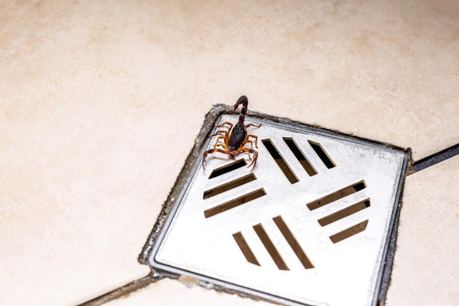 Escorpião marrom em ralo metálico de piso claro
