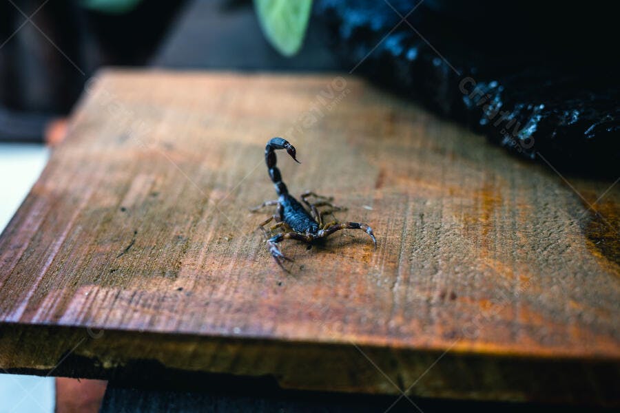 Escorpião preto com cauda levantada em superfície de madeira rústica