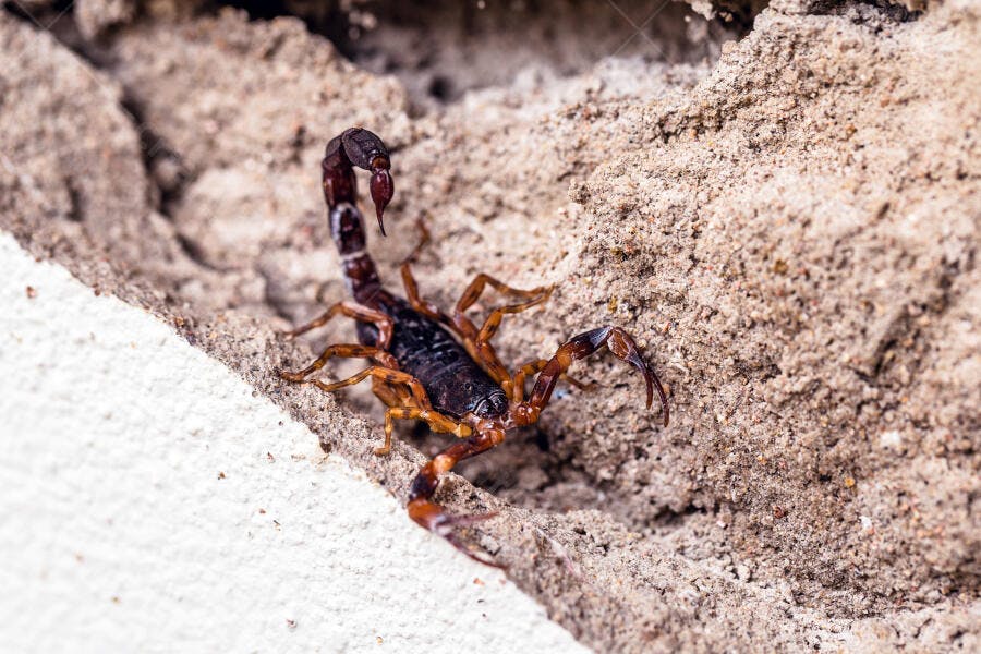 Escorpião marrom camuflado em fenda de rocha e areia