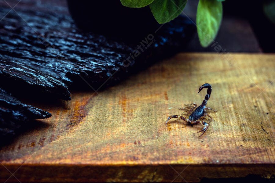 Escorpião preto e marrom em madeira rústica com folhas verdes